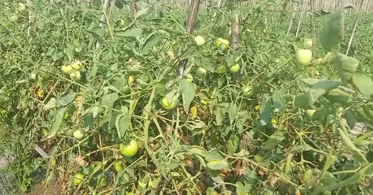 টমেটোর চাষ